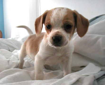 beagle-kolyok-kutya.jpg