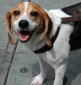 beagle-obedience-training.jpg