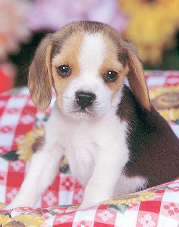 beagle-pup-crate-training.jpg