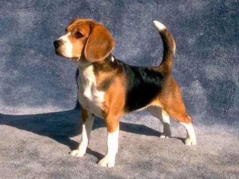beagle-puppies-for-sale.jpg