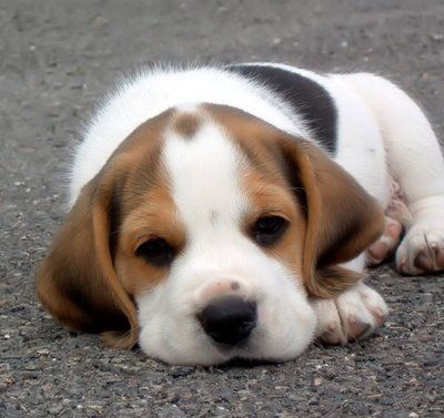 beagle-puppy.jpg