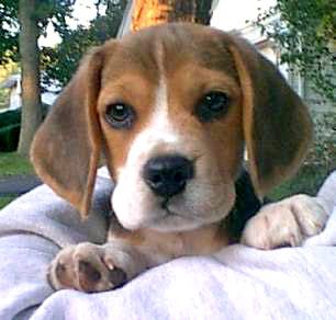 beagle_puppies_001130.jpg