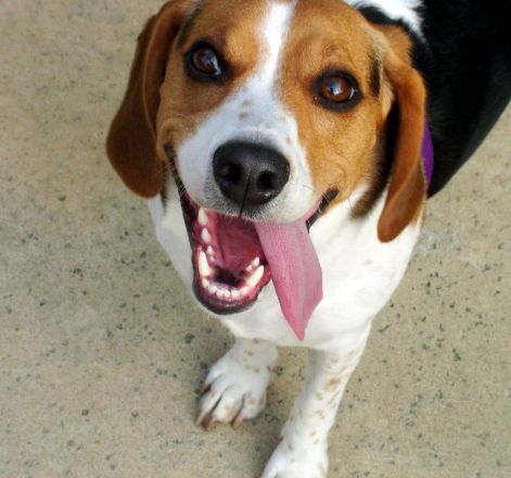 beagle_tongue_hanging_out.jpg