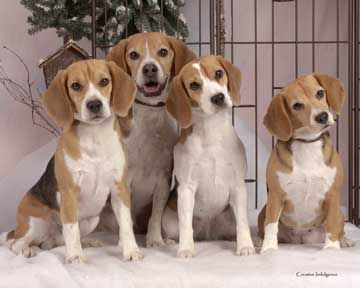 beagles1.jpg
