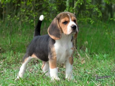 here-is-a-super-cute-beagle-beagles-5514599-1024-768.jpg