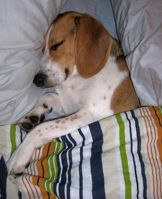 howie-the-beagle-4737.jpg